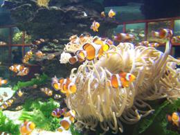Clown fish at the Two Oceans Aquarium